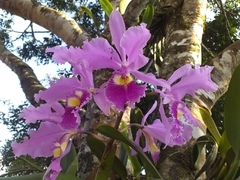 Cattleya