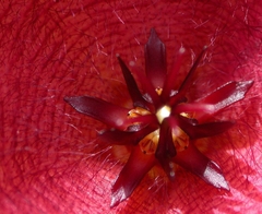 Stapelia grandiflora