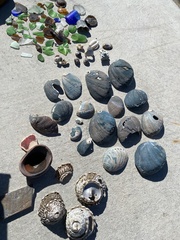 Haliotis cracherodii