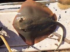 Diamond Stingray photo 5