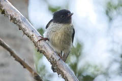 Petroica macrocephala