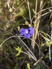 Mimulus gracilis