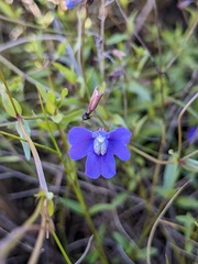 Mimulus gracilis
