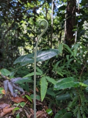 Gleichenella pectinata