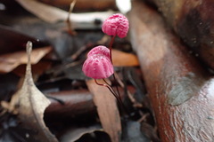 Marasmius haematocephalus