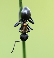 Polyrhachis ornata