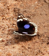 Junonia oenone
