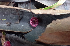 Marasmius haematocephalus