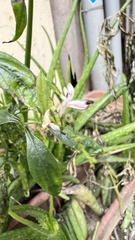 Andrographis paniculata