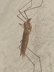 Tipulomorpha