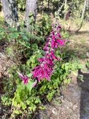 Salvia iodantha