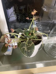 Streptocarpus ionanthus