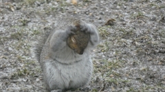 Sciurus carolinensis