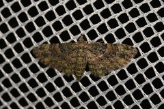 Gymnoscelis derogata