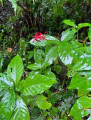 Odontonema
