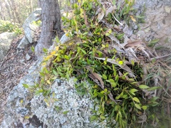 Dendrobium pugioniforme