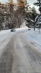 Odocoileus virginianus borealis