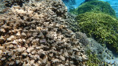 Porites rus