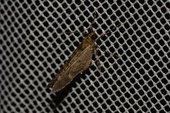 Crasilogia gressitti