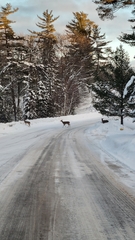Odocoileus virginianus borealis