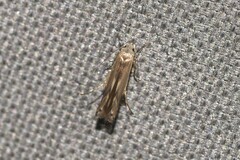 Thiotricha atractodes