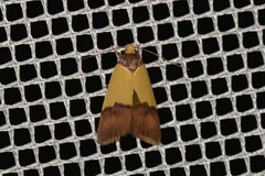 Heteroteucha dichroella