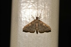 Nacoleia oncophragma