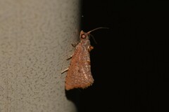 Glyphidoptera insignana
