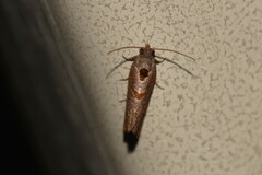Glyphidoptera insignana