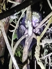 Coendou mexicanus