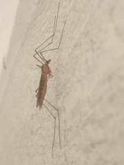 Tipulomorpha