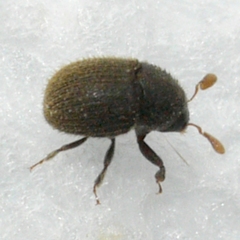 Chramesus
