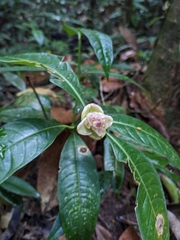 Palicourea glomerulata