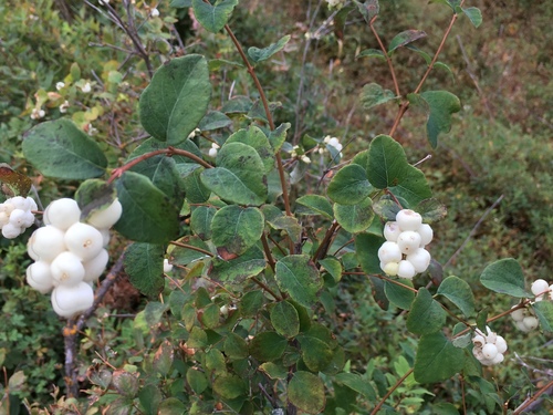 Symphoricarpos albus