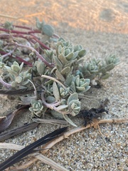 Atriplex leucophylla