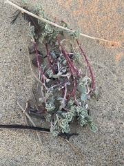 Atriplex leucophylla