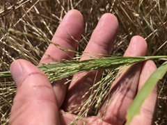 Panicum decompositum