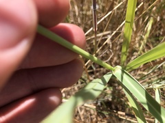 Panicum decompositum