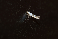 Argyresthia oreasella
