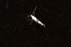 Argyresthia oreasella