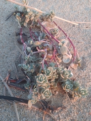 Atriplex leucophylla