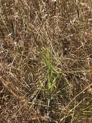 Panicum decompositum