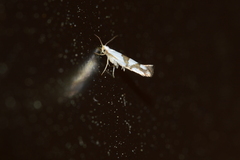 Argyresthia oreasella