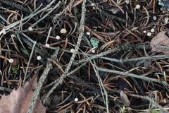 Marasmius wettsteinii