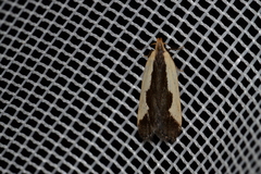 Dichomeris inserrata