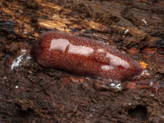 Australopacifica spectabilis