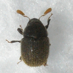 Chramesus