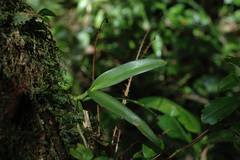 Cleisostoma uraiense