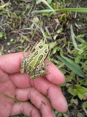 Gastrotheca riobambae