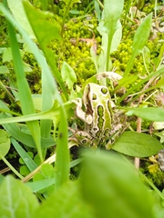 Gastrotheca riobambae
